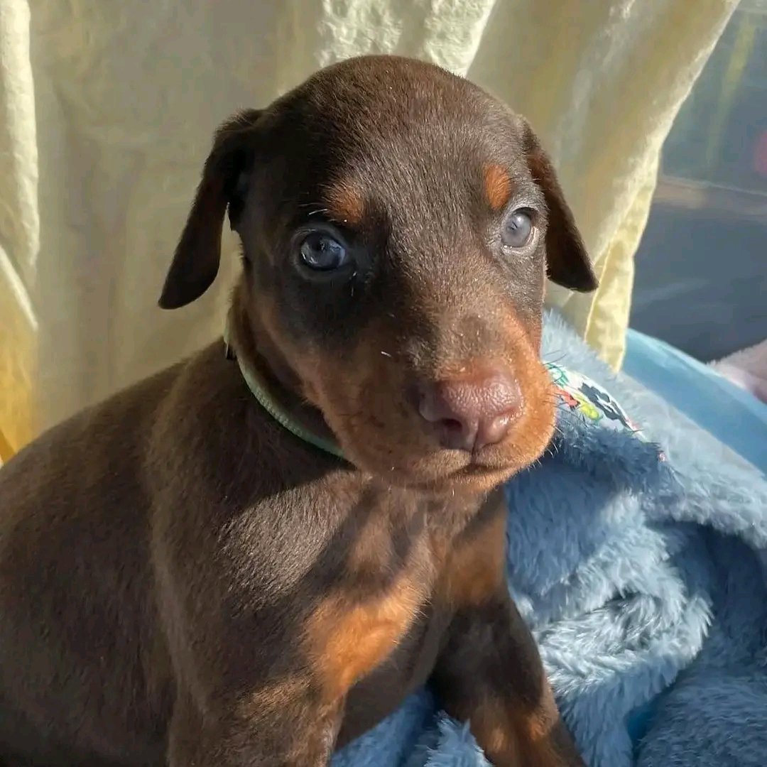 Brown  View 2